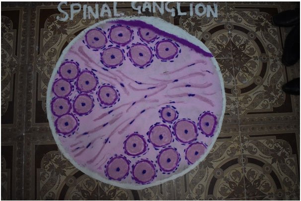 Rangoli Competition